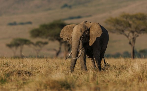 Quelles sont les meilleures expériences pour observer les animaux en safari en Tanzanie?